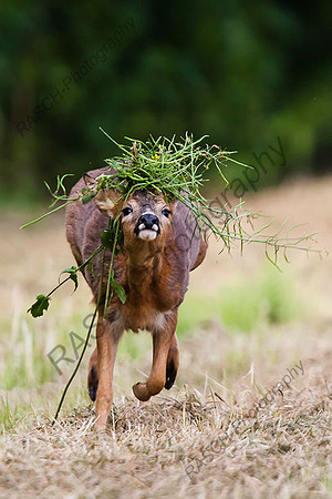 roe buck