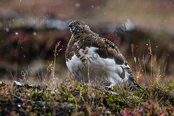 snow grouse