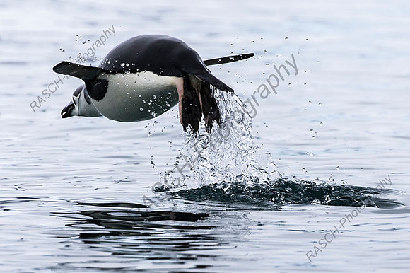 chinstrap penguin