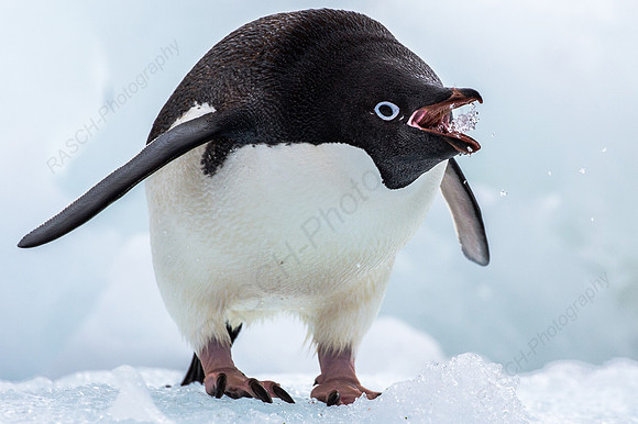Adelie penguin drinking